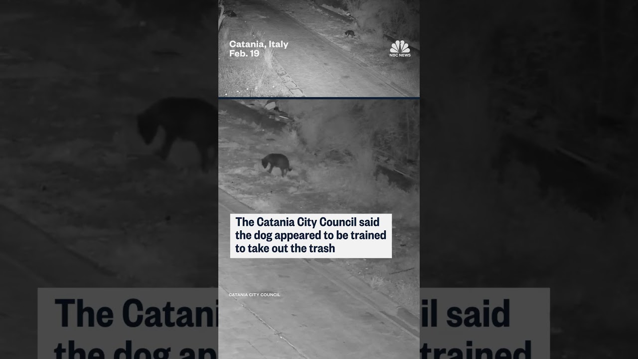 Italian dog caught illegally dumping trash