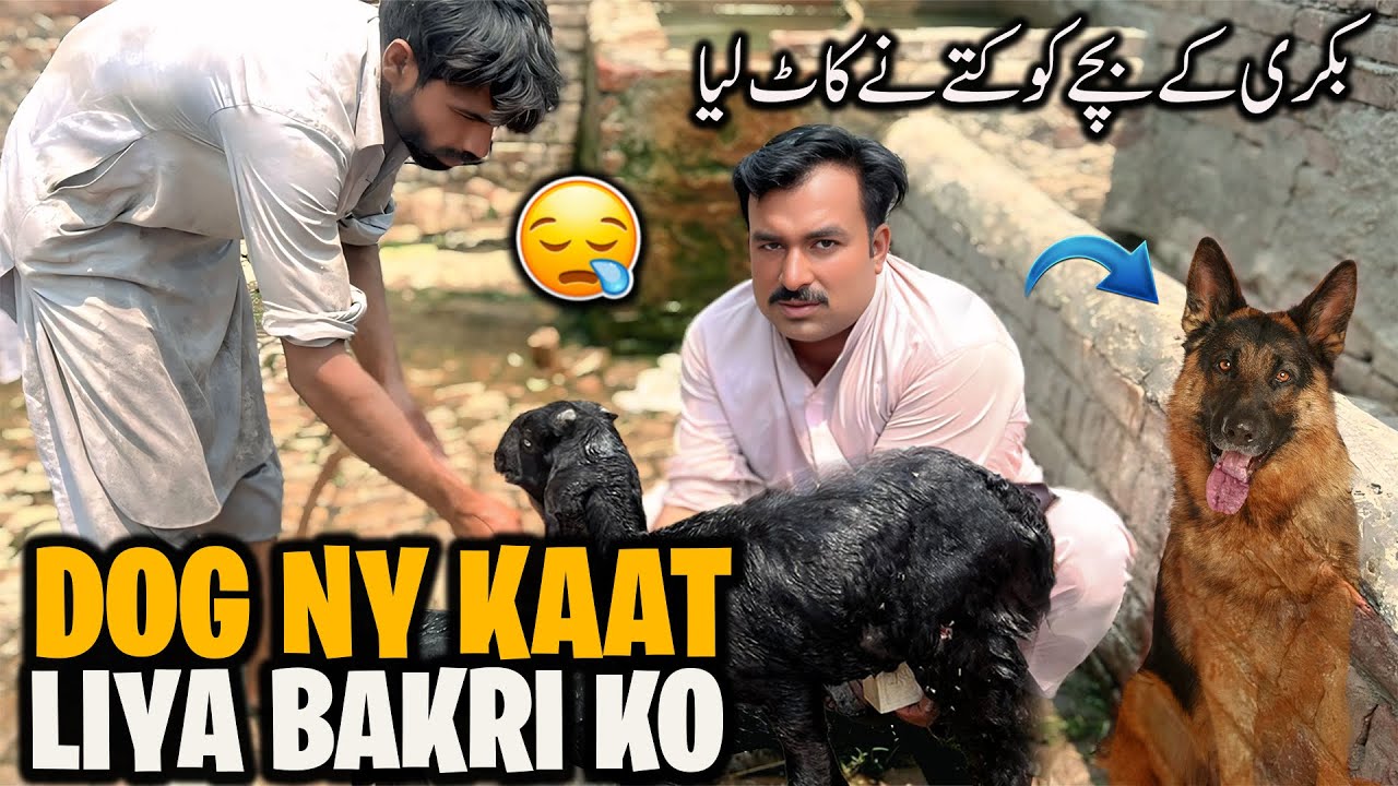 Dog ny Nuqsaan Kar diya 😢 | آج کتے نے بکری کے بچے کو نقصان پہنچا دیا
