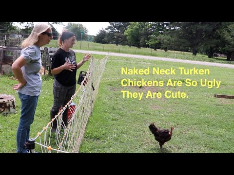 Video: Hvad er en tyrkere (Turkin)? En Transylvanian Naked Neck Kylling