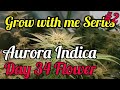 AURORA INDICA DAY 34 FLOWER - Nirvana Seeds Amsterdam