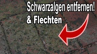 Wie Du Flechten & Schwarzalgen Auf Pflastersteinen Einfach Entfernen Kannst!