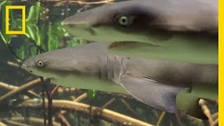 Do Lemon Sharks Attack Each Other? | SharkFest