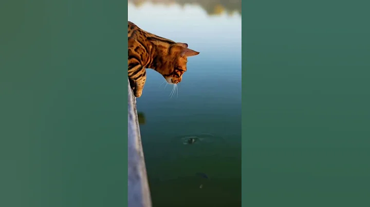 Video 11727681: bengal cat, tiny bengal, cat fish funny