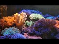Морський акваріум зникли цоаси