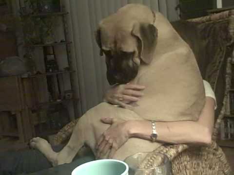 bullmastiff-scared-of-fireworks-turns-into-lapdog.