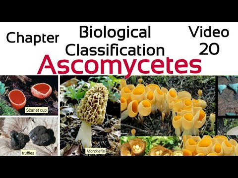 Ascomycetes - تھیلی فنگی/ Ascospores، Ascocarp، penicillium، Yeast، morchella، truffles، claviceps