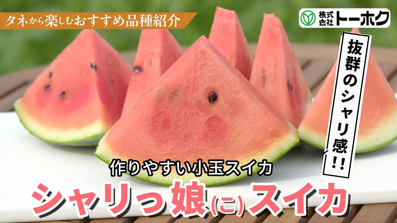 シャリっ娘スイカ