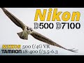 Nikon D500 & D7100 • Bird Photography • Tamron 18-400 & NIKKOR 500 f/4