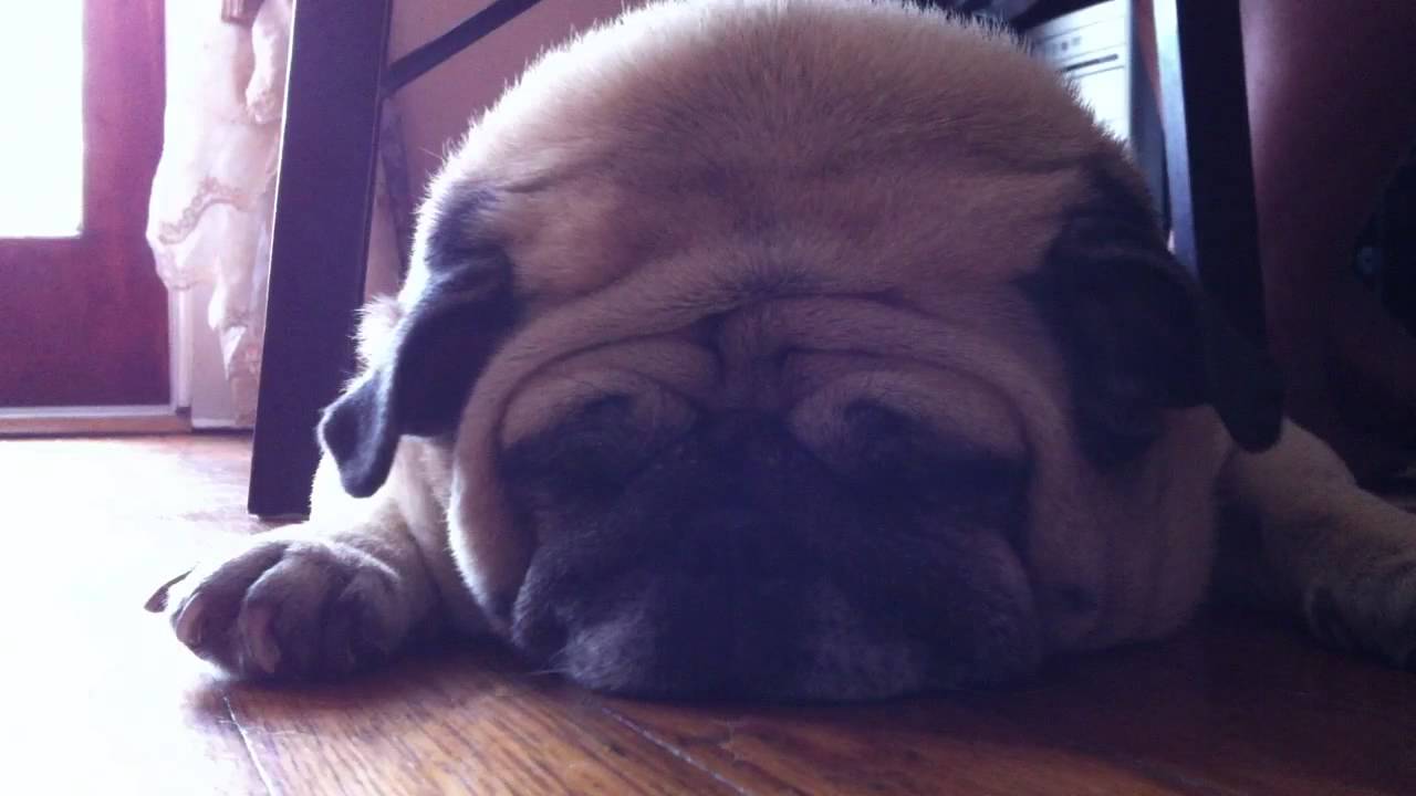 Loud Snoring Pug!! A Dog That Snore Forever YouTube