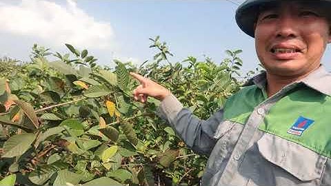 SAU UỐN CÀNH THÌ ỔI SẼ CẮT TỈA NHƯ THẾ NÀO - trả lời khán giả yêu quý kênh | 7749 nông trại ổi