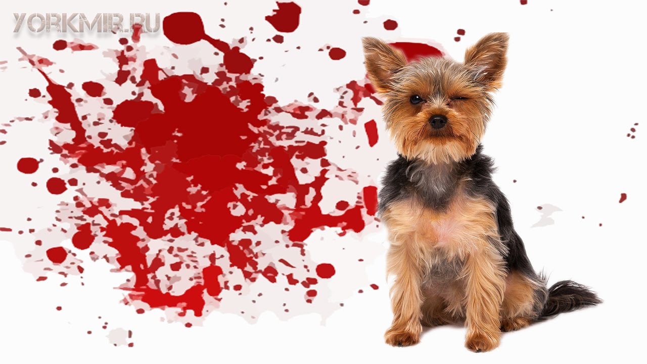 Понос с кровью у собаки | Причины | Лечение. - YouTube