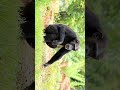 Why Chimpanzees Are So Close to Humans