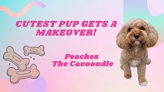 Cutest pup gets a makeover! #doggroomingvideos #dog #doggrooming #teddybeardog #cavoodle