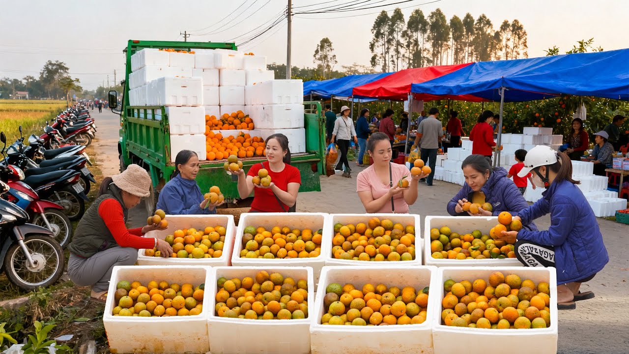 Harvesting 2 Tons of Oranges by Truck with Linh and Going to the Market to Sell | Tieu Hue Daily