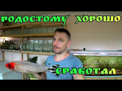 Water changes. Second spawning of Rhodostomus. New. Tetra for spawning