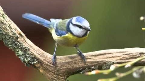 Moisey Weinberg: String Quartet #4 in Eb Major, Op. 20 - I Allegro comodo