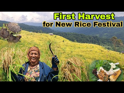 Our First Harvest For New Rice Festival || Jhum Paddy Harvest In Nagaland || Village Life🥰#farmlife