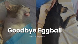 FURMOM DAILY LIFE 🇵🇭 | Finally kapon na si barn at val 🐾