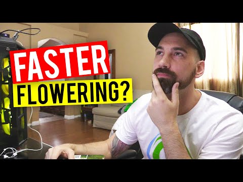 36 Hours of Darkness Before Flowering? Let's Discuss....