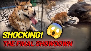 Celebrity Can I Fix a Shiba's Food Aggression? | Will It Bite Me? Net Worth