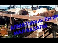 БУКА СИЫР БАГАЛАРЫ МАЛ БАЗАРЫ ҰЗЫНАГАШ!!🐂🐂🐴🐎🐐🐑