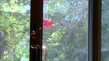 Female Ruby Throated Hummingbirds quick visit to my yard
