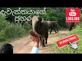 Elephant Attack in National park  ( Subscribe our Chanel👈👈 )