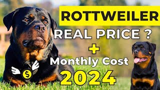 Rottweiler Dog Price In India 2024 | Rottweiler Price And Monthly Cost