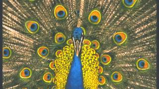 Tiger Lily The Bluetones chords