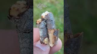 How can they resemble a broken stick so perfectly? Phalera bucephala / Buff tip moth