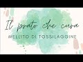 MELLITO DI TOSSILAGGINE Tussilago farfara famiglia Asteraceae