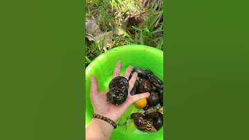 Quê Thi mấy nay nóng quá, về quê Thi dẫn cả nhà đi bắt ốc nhen #shorts