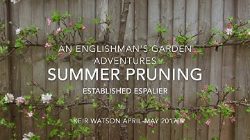 Summer Pruning an Established Espalier