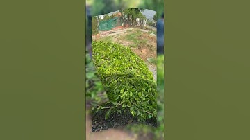 Nơi Bán Hàng Rào Cây Xanh ở đâu ??? #hangraocay #tuongcaysi