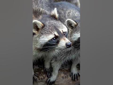 "Unmasking the Mystery: The Astonishing Long Beak of Raccoons Revealed "Unmasking the Mystery: The Astonishing Long Beak of Raccoons Revealed