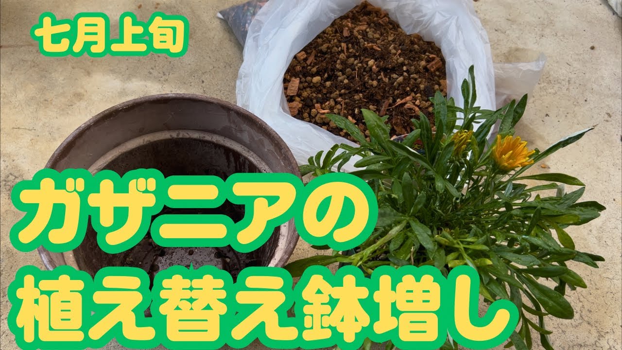 A beginner gardener is repotting gazanias into larger pots because