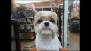 дурацкие стрижки животных Мой хозяин идиот Strange animal haircuts дурацкие стрижки животных Мой хозяин идиот Strange animal haircuts