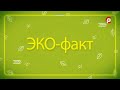 Эко факт 09.10.2023