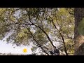 Sea Turtle Vocalizations and Hatching