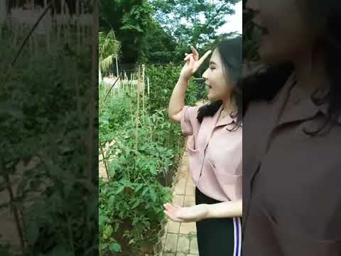 Video: Jenis Tumbuhan Beranekaragam - Belajar Tentang Berkebun Dengan Tumbuhan Beranekaragam