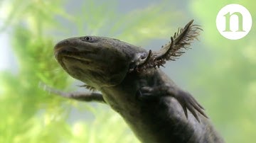 Axolotls: A conservation paradox