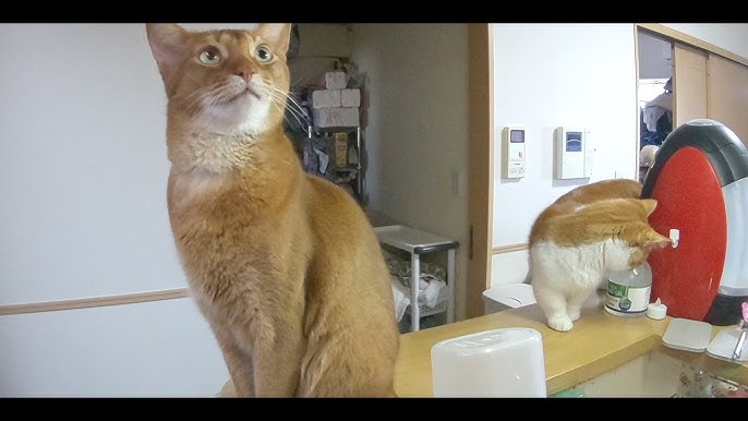 Shorts 猫 アビシニアン Abyssinian Cat あびちゃん うちの猫 Youtube Shorts 猫 アビシニアン Abyssinian Cat あびちゃん うちの猫 Youtube