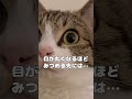 【保護猫】何かをじーっと見つめる猫