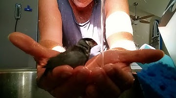 Jodie the Java Sparrow in her whirlpool bath and shower. Kihei, Maui.