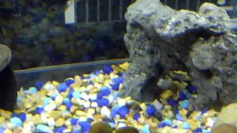 Penny's Aquarium pre fish