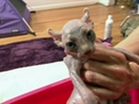 First Bath for Sphynx Kittens | Too Cute