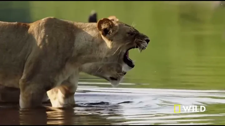 Mother of Lions Full Episode   Savage Kingdom 1
