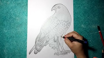 how to draw Hawk | How to draw Hawk step by step | bird drawing tutorial | Sadhna Art