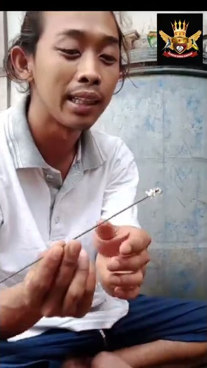 Meloloh anakan burung sogok ontong #shorts #caramelolohsogonanakan #merawatsogokontong