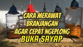 CARA AGAR BRANJANGAN CEPAT NGEPLONG, GACOR BUKA SAYAP || Rawatan Harian Branjangan